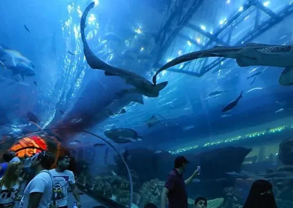 Dubai Aquarium & Underwater Zoo – Penguin Cove Tickets