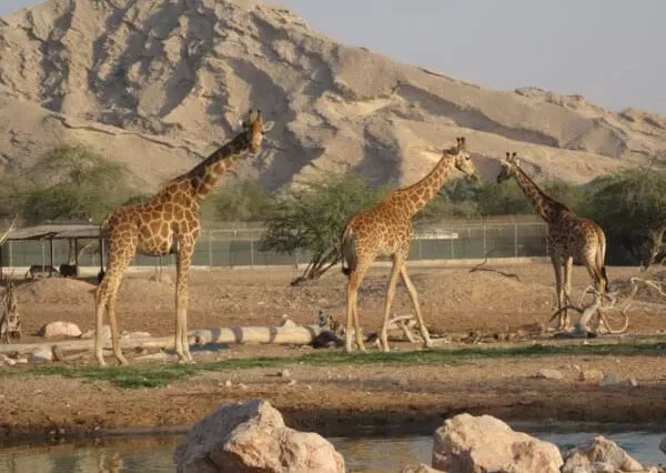 Al Ain Zoo Tickets